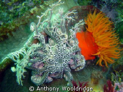 A basket star and an anemone at Fort Raggie, Port Elizabe... by Anthony Wooldridge 